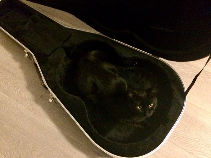 17 histórias emocionantes sobre animais cheias de amor e amizade 5