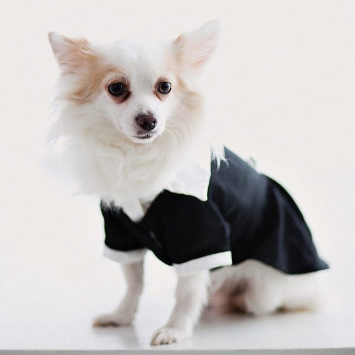 17 histórias emocionantes sobre animais cheias de amor e amizade 6