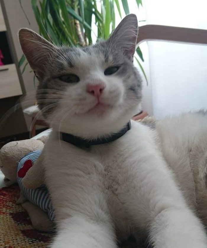 17 histórias emocionantes sobre animais cheias de amor e amizade 7