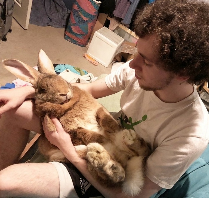 17 histórias emocionantes sobre animais cheias de amor e amizade 9