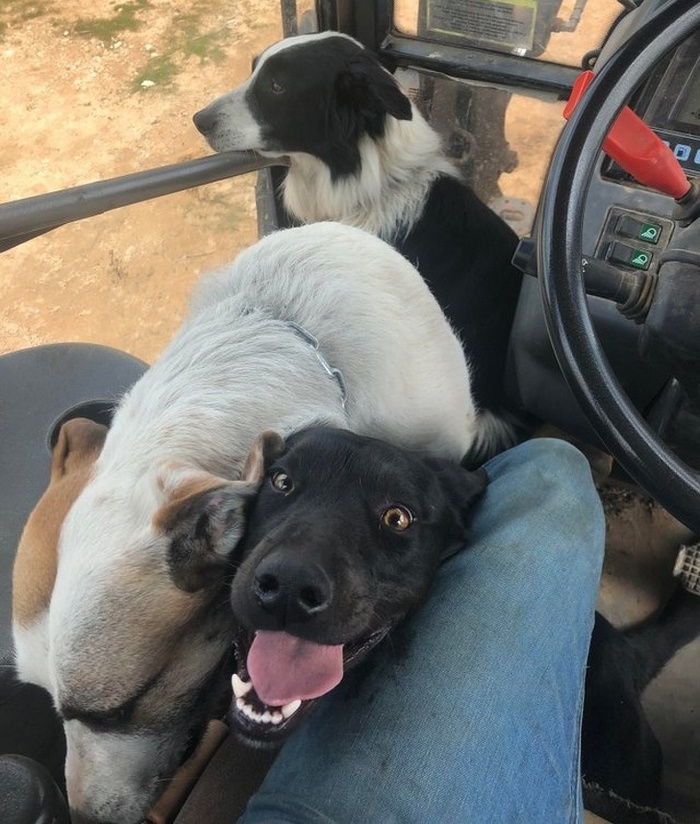 17 histórias emocionantes sobre animais cheias de amor e amizade 10