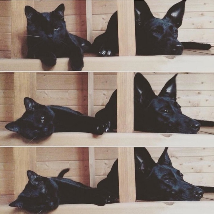 17 histórias emocionantes sobre animais cheias de amor e amizade 11