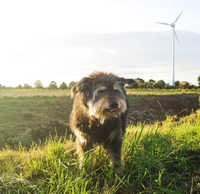 17 histórias emocionantes sobre animais cheias de amor e amizade 12
