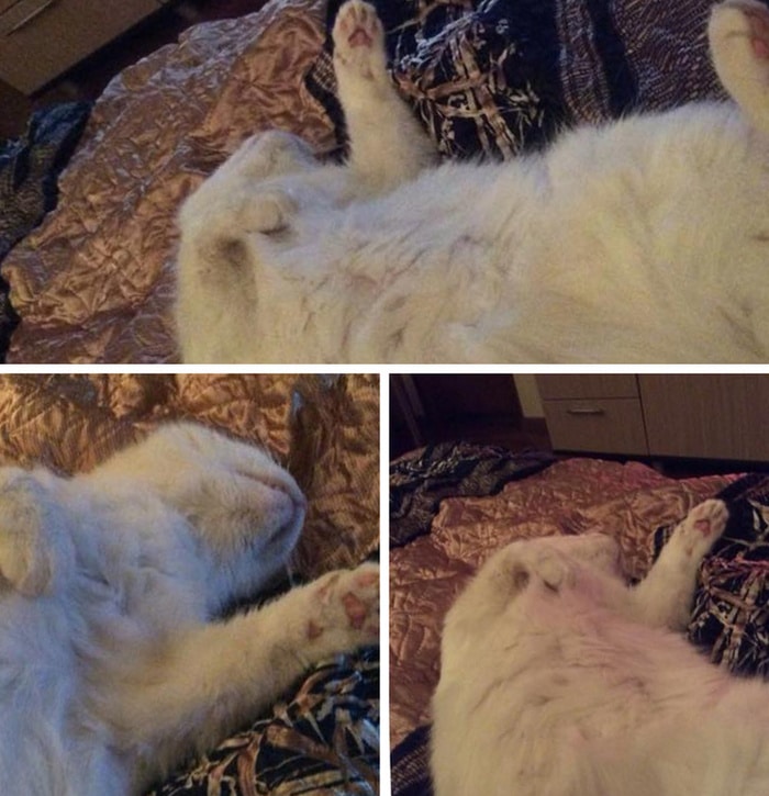 17 histórias emocionantes sobre animais cheias de amor e amizade 13