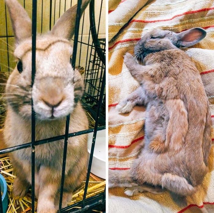 17 histórias emocionantes sobre animais cheias de amor e amizade 14