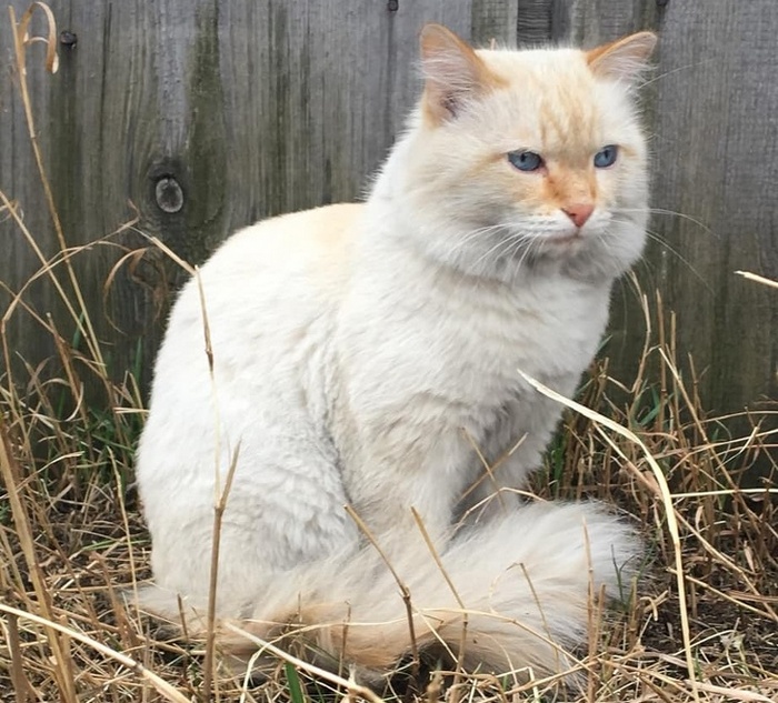 17 histórias emocionantes sobre animais cheias de amor e amizade 15
