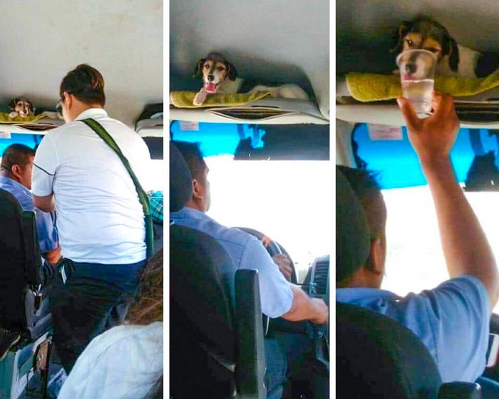 17 histórias emocionantes sobre animais cheias de amor e amizade 16