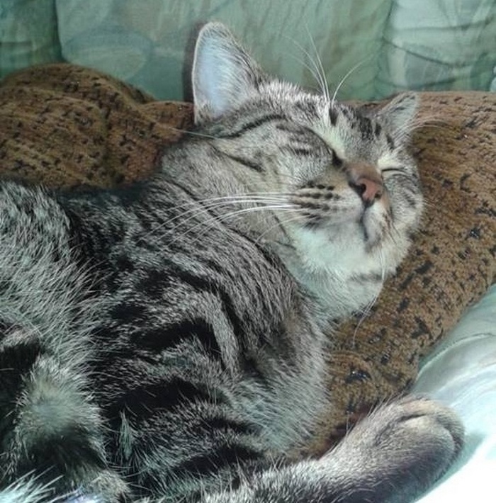 17 histórias emocionantes sobre animais cheias de amor e amizade 17