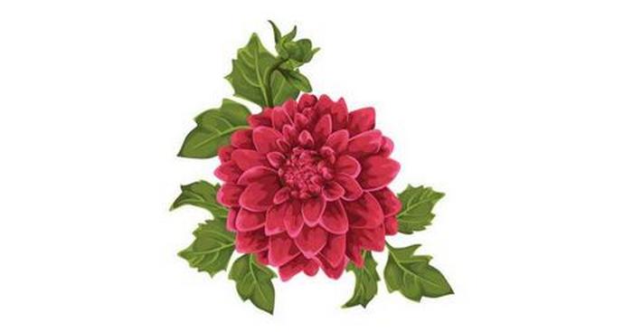 Novembro - Crisântemo