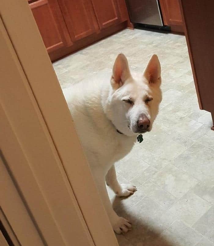 17 animais imprevisíveis que até mesmo se espantaram 4