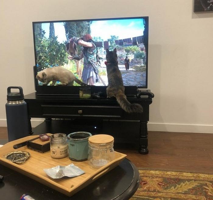 17 animais imprevisíveis que até mesmo se espantaram 5