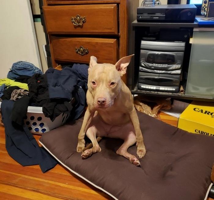 17 animais imprevisíveis que até mesmo se espantaram 6