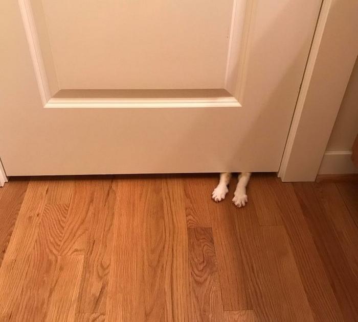 17 animais imprevisíveis que até mesmo se espantaram 9