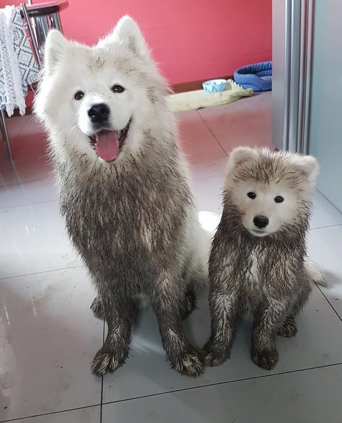 17 animais imprevisíveis que até mesmo se espantaram 10