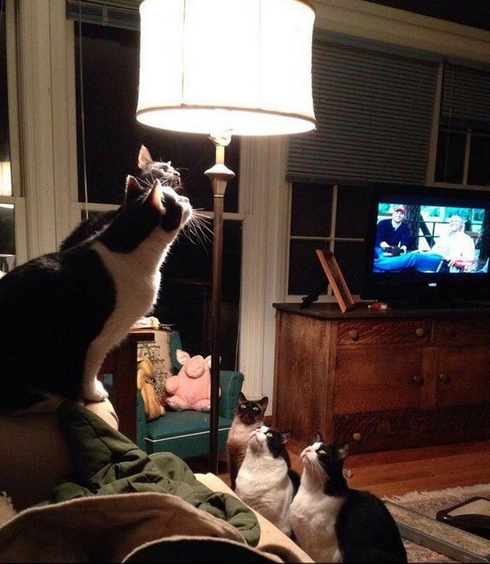 17 animais imprevisíveis que até mesmo se espantaram 13