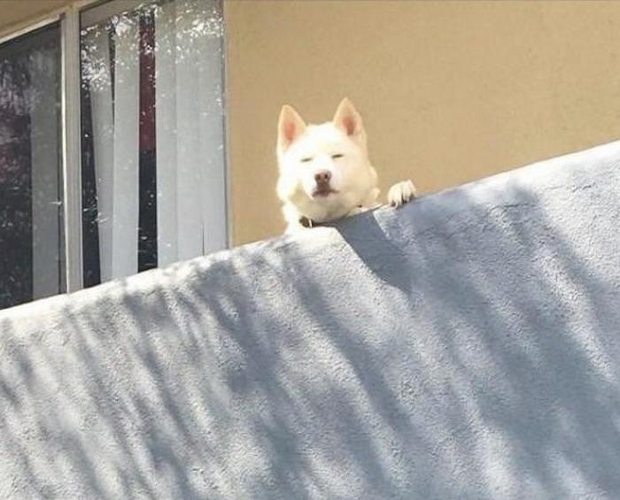 17 animais imprevisíveis que até mesmo se espantaram 14