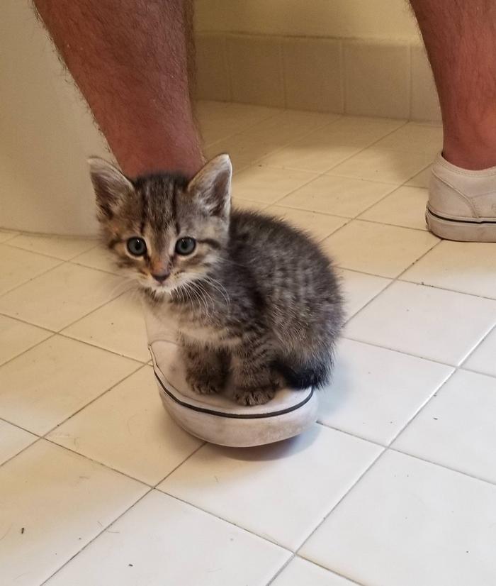 17 animais imprevisíveis que até mesmo se espantaram 15