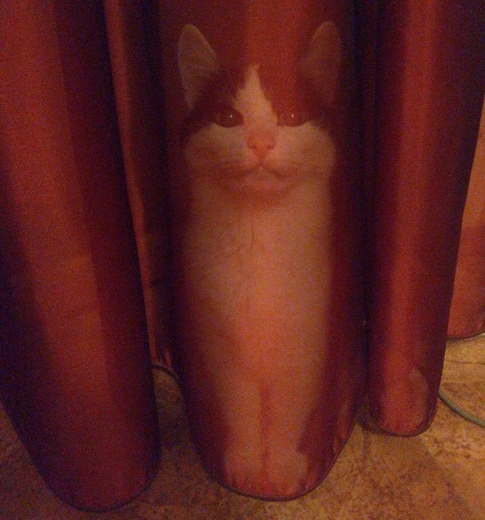 17 animais imprevisíveis que até mesmo se espantaram 16