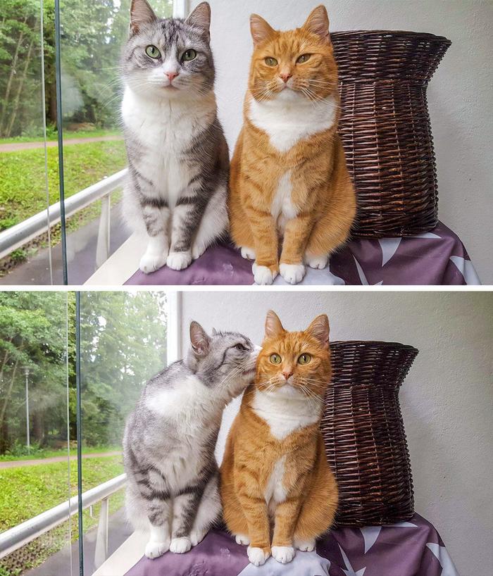 17 animais imprevisíveis que até mesmo se espantaram 17