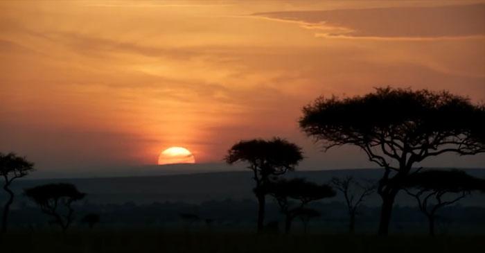 Alguém comparou o Rei leão de 1994 a animação com o filme 2019 8