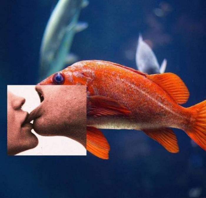 Os mestres do photoshop (28 fotos) 13