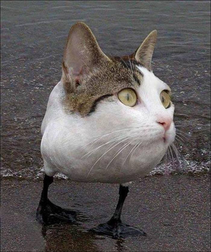 Os mestres do photoshop (28 fotos) 18