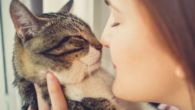 5 bons motivos para conviver com um gato