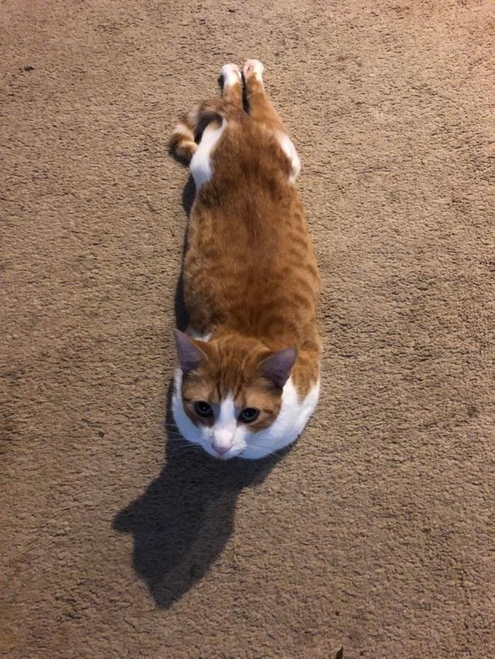 29 gatos engraçados e fofos que conquistaram a internet 1