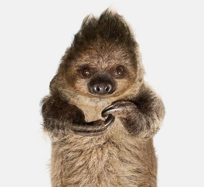 19 animais fotogênicos que superam qualquer modelo profissional 3