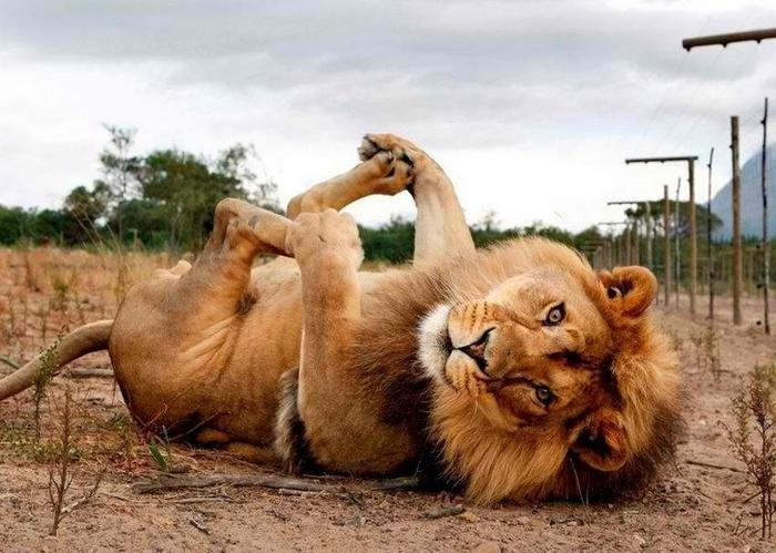 19 animais fotogênicos que superam qualquer modelo profissional 4