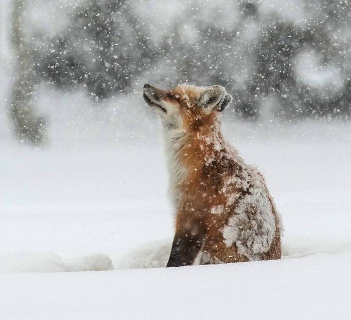 19 animais fotogênicos que superam qualquer modelo profissional 5