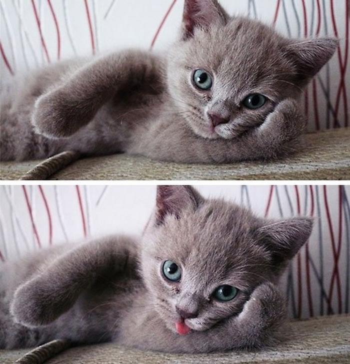 19 animais fotogênicos que superam qualquer modelo profissional 6