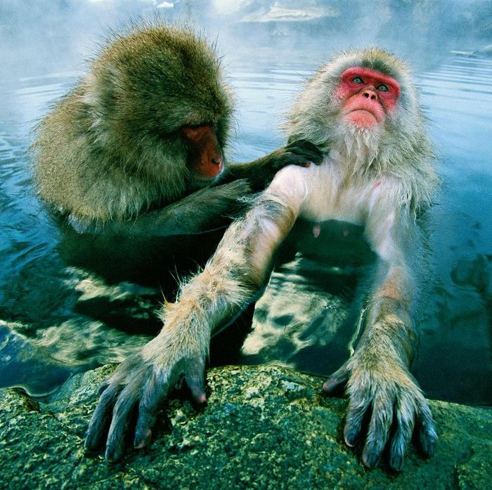 19 animais fotogênicos que superam qualquer modelo profissional 9