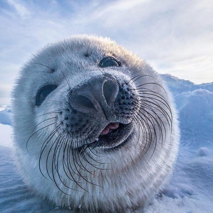 19 animais fotogênicos que superam qualquer modelo profissional 11