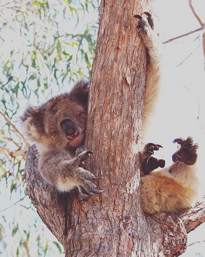19 animais fotogênicos que superam qualquer modelo profissional 18