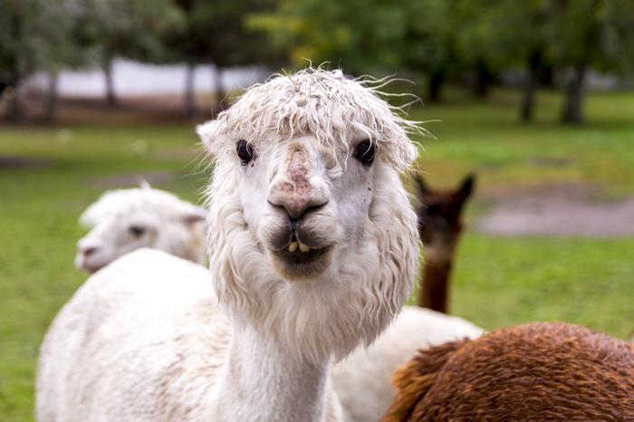 19 animais fotogênicos que superam qualquer modelo profissional 19