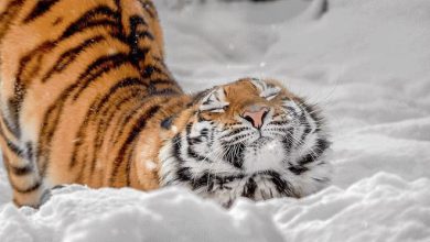 19 animais fotogênicos que superam qualquer modelo profissional 24