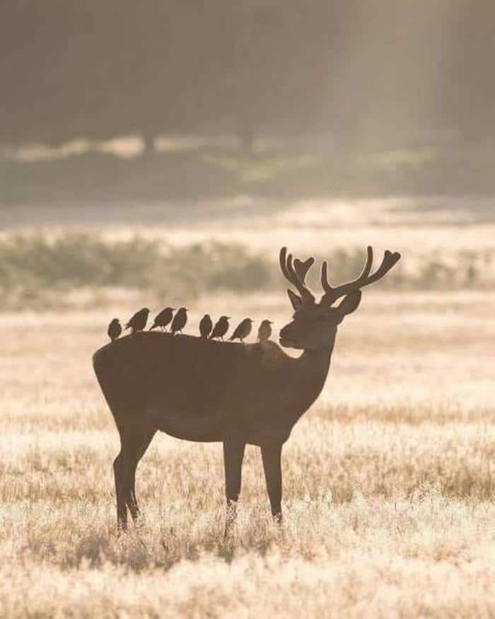 Bons exemplos quando uma imagem diz mais que mil palavras (27 fotos) 18