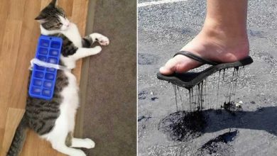 19 fotos loucas que provam que a Austrália é um desafio para todos 38