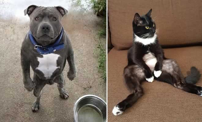 22 animais de estimação que agem tão estranho que você pode até duvidar que eles são animais