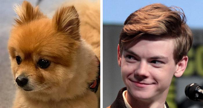 18 animais que se parecem exatamente com algumas celebridades 1