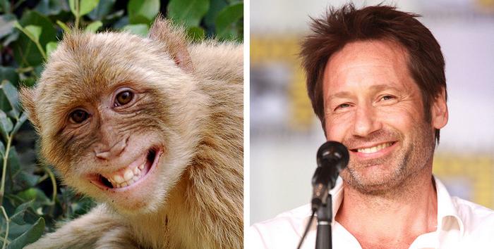 18 animais que se parecem exatamente com algumas celebridades 2