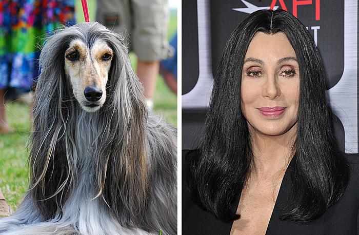 18 animais que se parecem exatamente com algumas celebridades 4