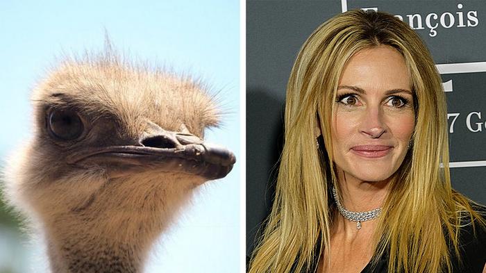 18 animais que se parecem exatamente com algumas celebridades 5