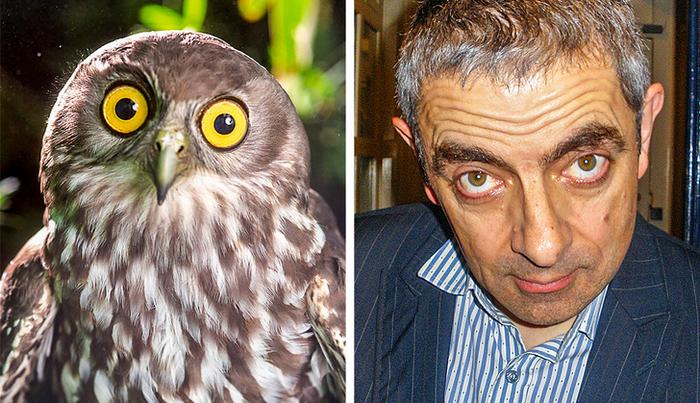 18 animais que se parecem exatamente com algumas celebridades 7