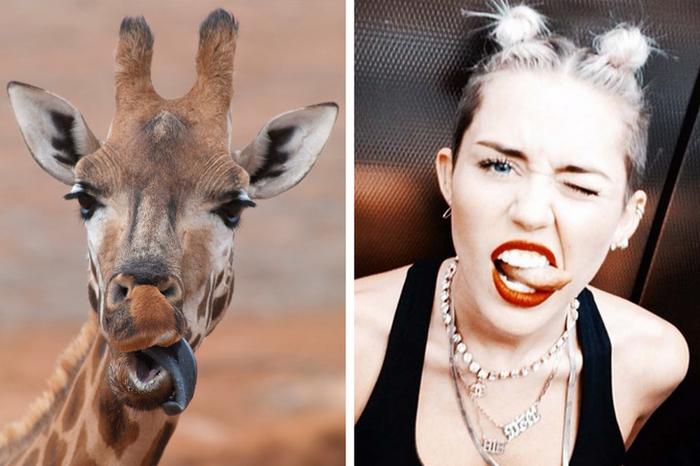 18 animais que se parecem exatamente com algumas celebridades 8