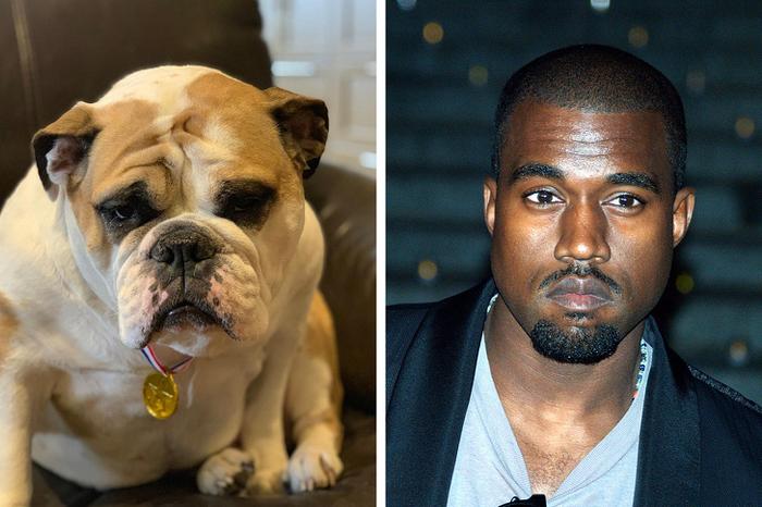 18 animais que se parecem exatamente com algumas celebridades 10