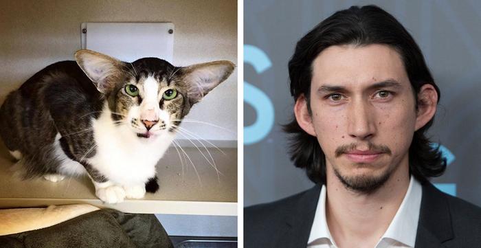 18 animais que se parecem exatamente com algumas celebridades 13