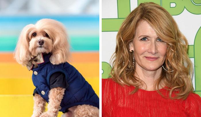 18 animais que se parecem exatamente com algumas celebridades 14