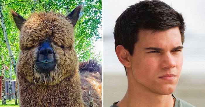 18 animais que se parecem exatamente com algumas celebridades 15